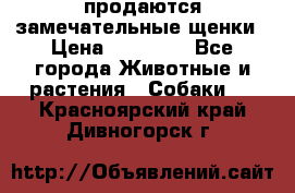 продаются замечательные щенки › Цена ­ 10 000 - Все города Животные и растения » Собаки   . Красноярский край,Дивногорск г.